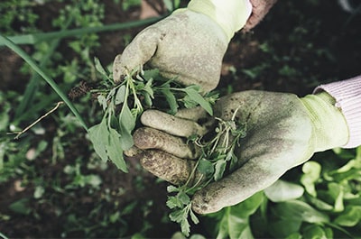 Person holding soil and grass